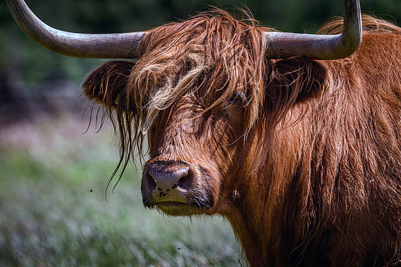 220712 Highland Cattle 024