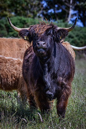 220712 Highland Cattle 064