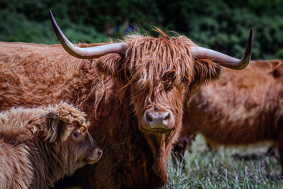 220712 Highland Cattle 063