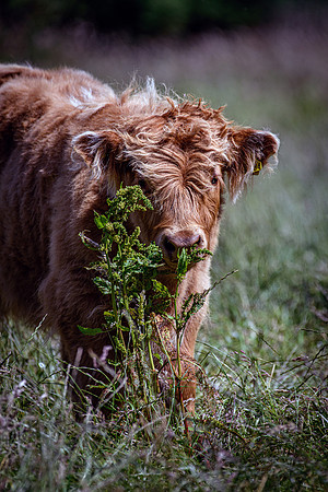 220712 Highland Cattle 070