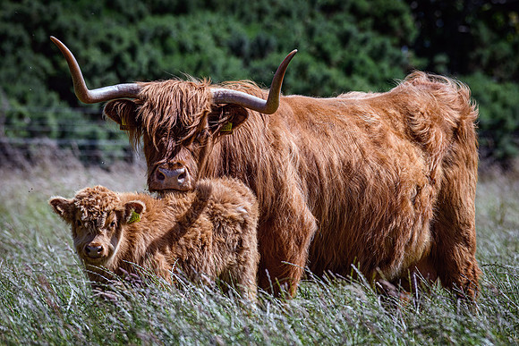 220712 Highland Cattle 010