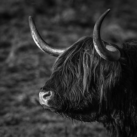 201228 Highlanders 036_1