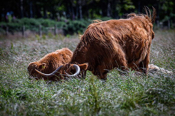 220712 Highland Cattle 080