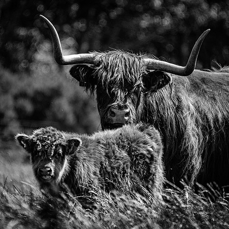 220712 Highland Cattle 002