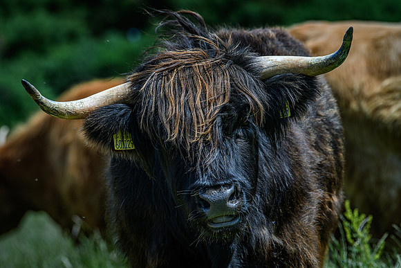 220712 Highland Cattle 048