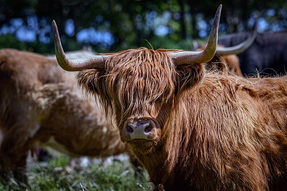 220712 Highland Cattle 071
