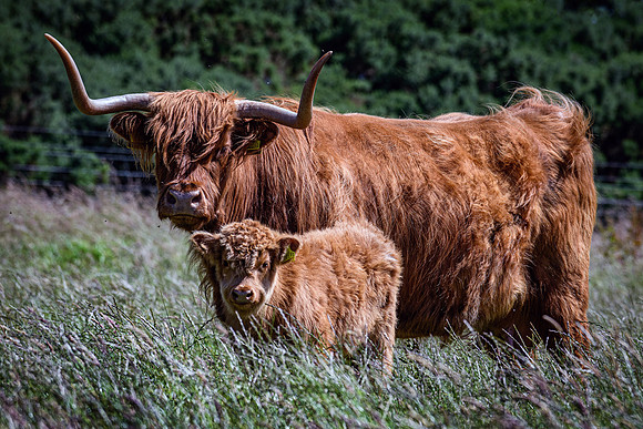 220712 Highland Cattle 012