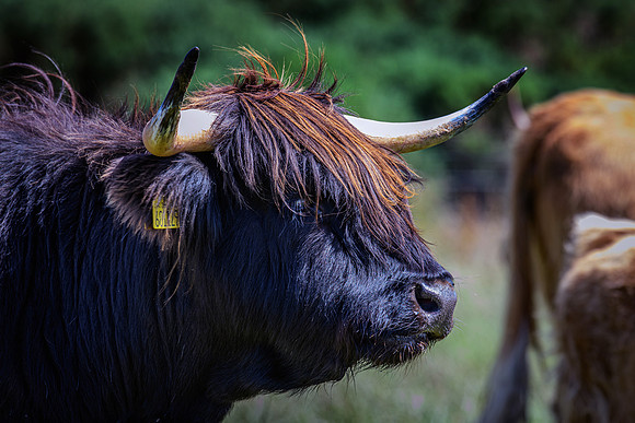 220712 Highland Cattle 058