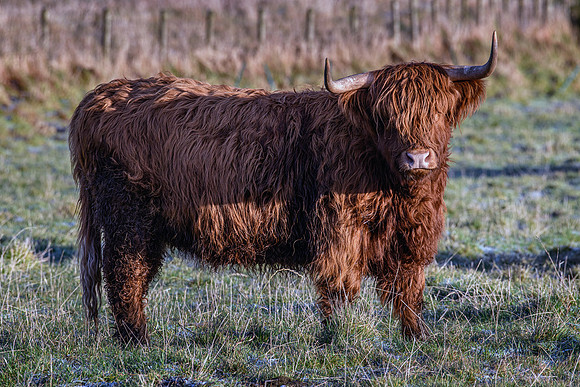 201228 Highlanders 012