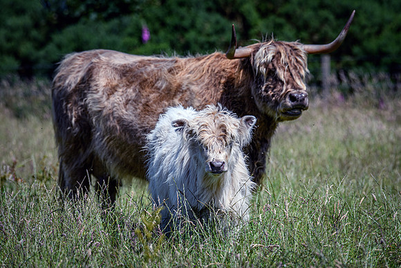 220712 Highland Cattle 075