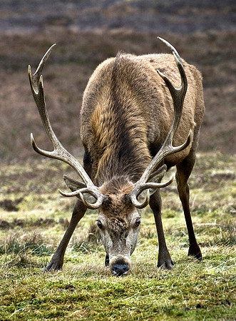 Badanloch stag copy