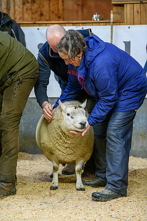 231104 Lairg Hill Show 030