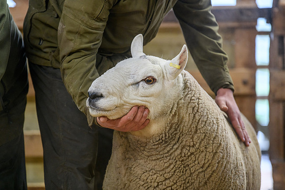 231104 Lairg Hill Show 033
