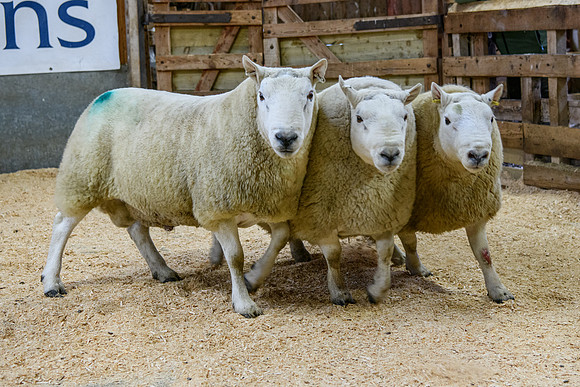 231104 Lairg Hill Show 035