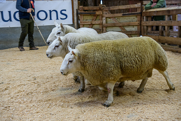 231104 Lairg Hill Show 036