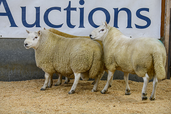 231104 Lairg Hill Show 042