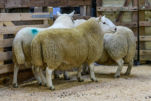 231104 Lairg Hill Show 043