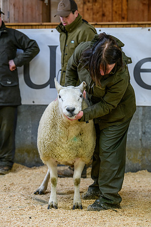 231104 Lairg Hill Show 048