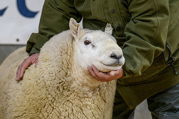 231104 Lairg Hill Show 050