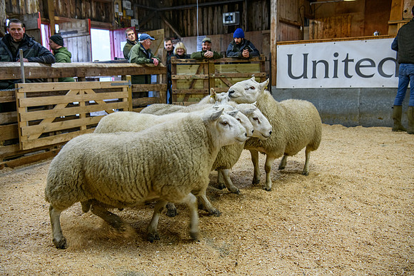 231104 Lairg Hill Show 051