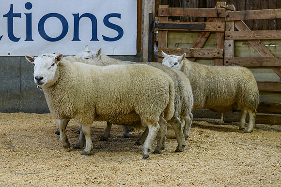 231104 Lairg Hill Show 053