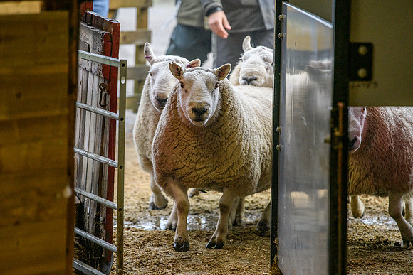 231104 Lairg Hill Show 056