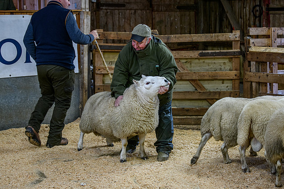 231104 Lairg Hill Show 066