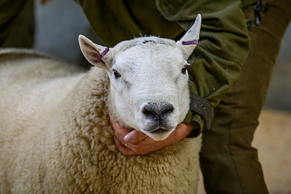 231104 Lairg Hill Show 071