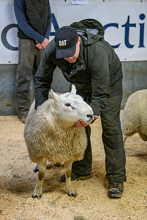 231104 Lairg Hill Show 075