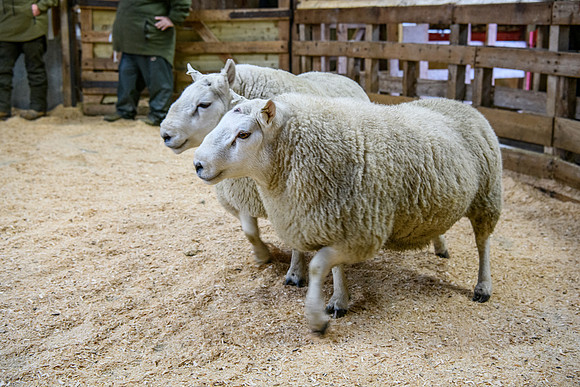 231104 Lairg Hill Show 077