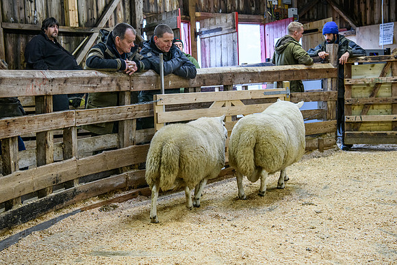 231104 Lairg Hill Show 078