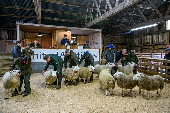 231104 Lairg Hill Show 104