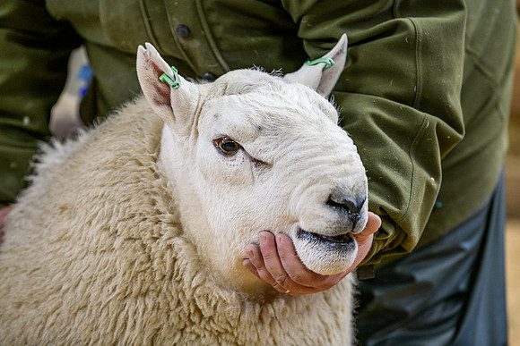 231104 Lairg Hill Show 143