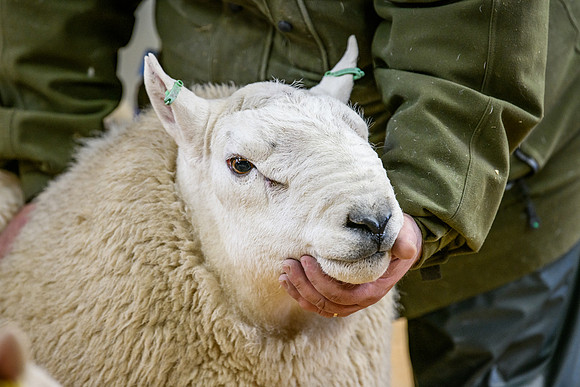 231104 Lairg Hill Show 144