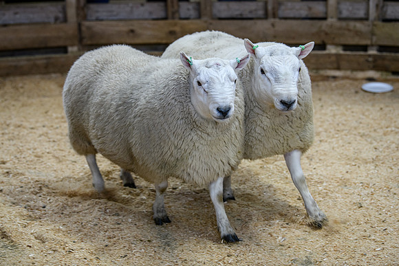 231104 Lairg Hill Show 159