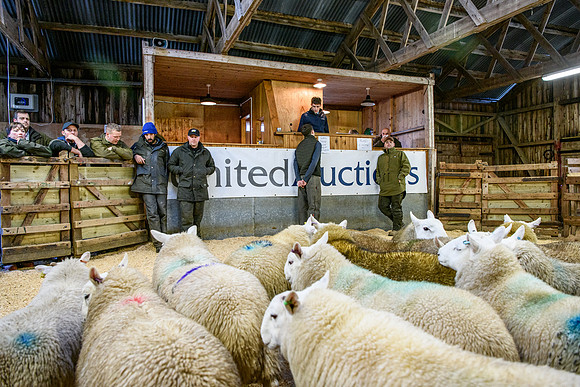231104 Lairg Hill Show 171