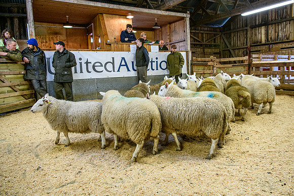231104 Lairg Hill Show 172