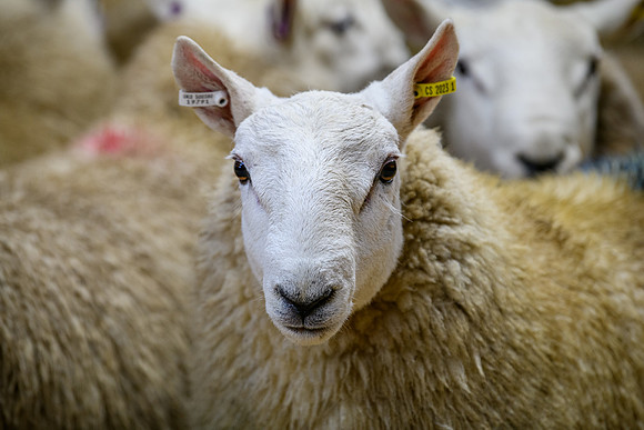 231104 Lairg Hill Show 178