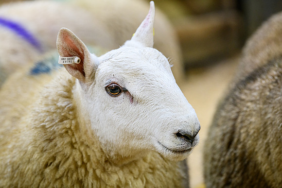 231104 Lairg Hill Show 182