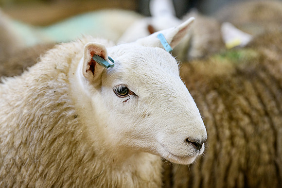 231104 Lairg Hill Show 183