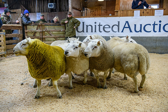 231104 Lairg Hill Show 002