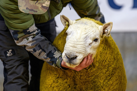 231104 Lairg Hill Show 023