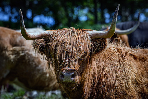 220712 Highland Cattle 072