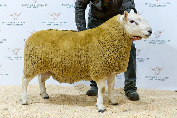 261018 Dingwall - Reserve Champion - Campbell Mill House #2