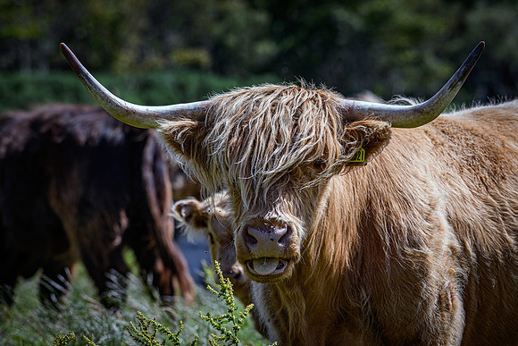 220712 Highland Cattle 022