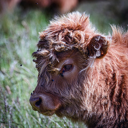 220712 Highland Cattle 027