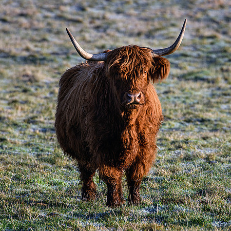 201228 Highlanders 004