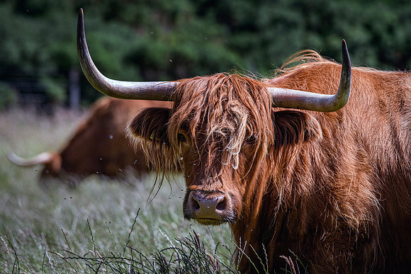 220712 Highland Cattle 019