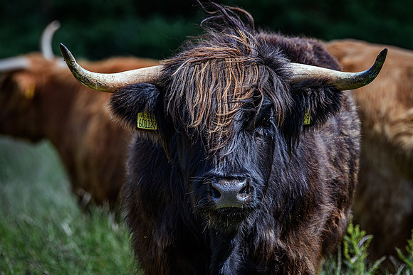 220712 Highland Cattle 050