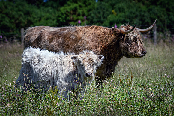 220712 Highland Cattle 076